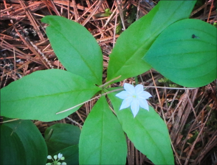 Adirondack Wildflowers:  Starflower in bloom at the Paul Smiths VIC